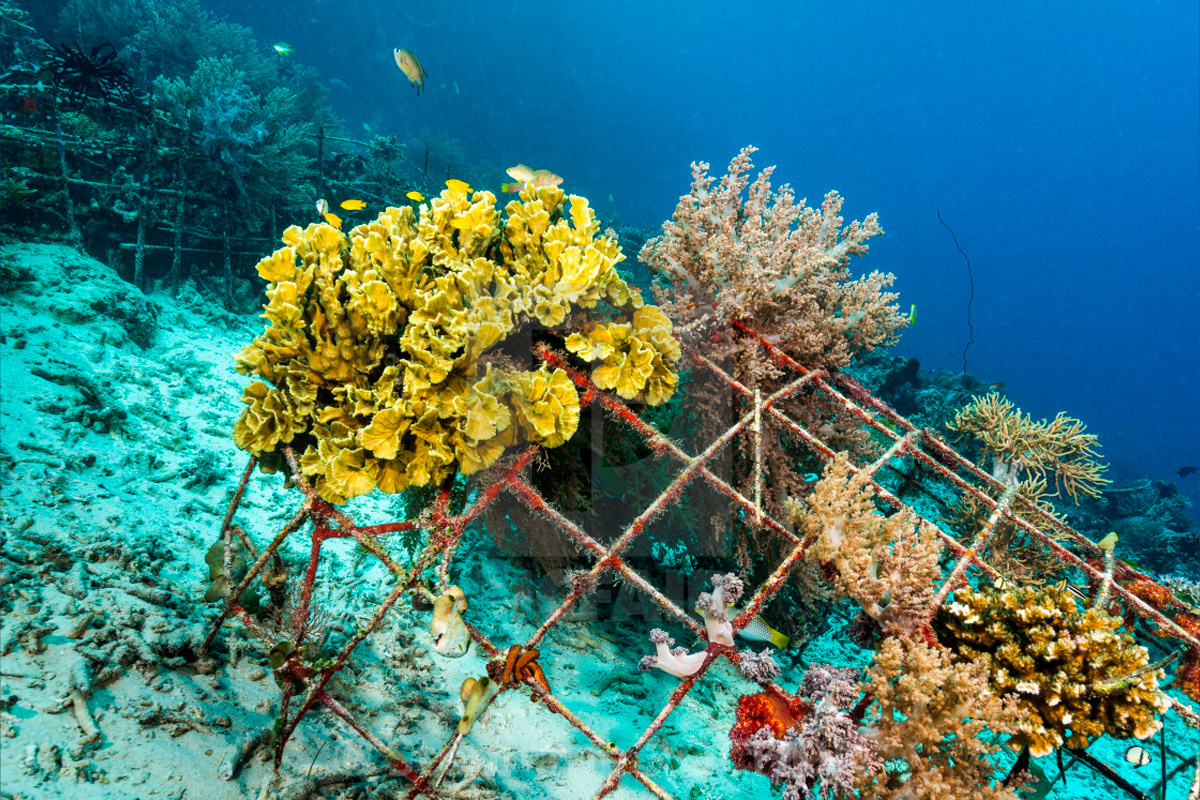 Instalación de Arrecifes Artificiales